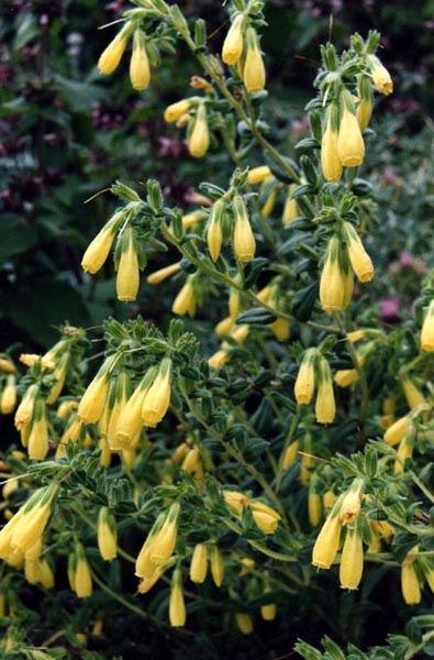 Onosma taurica in bloom on dry stony slopes of the Balkans